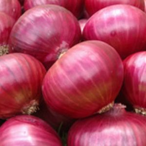 Fresh Onion