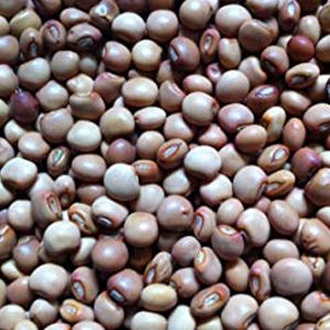 Pigeon Pea