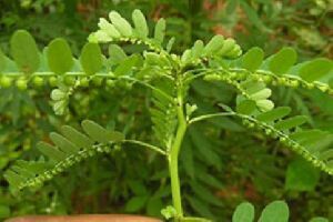 Phyllanthus Niruri Tea