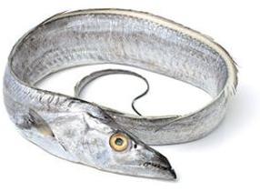 Ribbonfish Fish