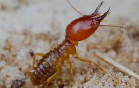 termite management