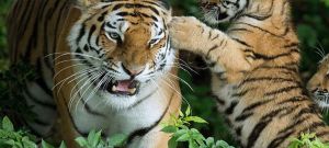 Odisha (Orissa) Wildlife Tour Package