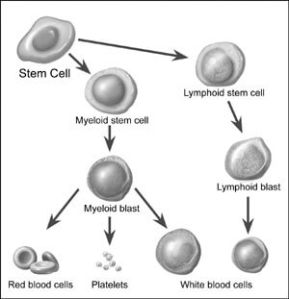 Acute Myeloid Leukemia Treatment (Adult)