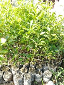 Natural Lemon Plants