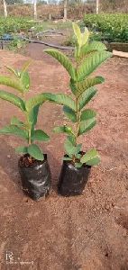 Pink Guava Plants