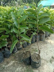 Tiwan Guava Plants