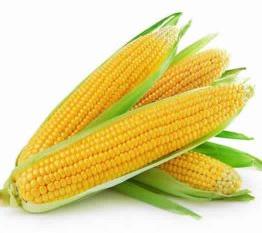 fresh sweet corn