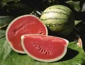 Fresh Watermelon