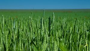 green wheat