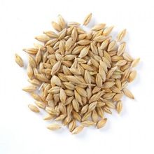 Barley