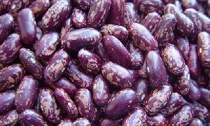 purple speckled kidney beans