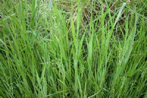 Shivery Grass Seeds