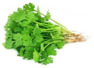 Coriander Leaves