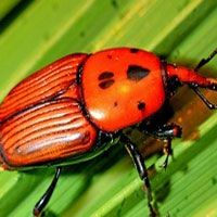 Rhynchophorus Ferrugineus Lure