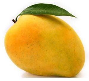 Alphonso Mango