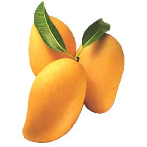 Totapuri Mango