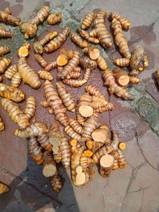 Turmeric Roots