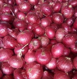 Fresh Natural Onion