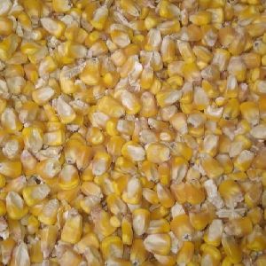 dried yellow maize seeds