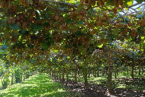 Kiwi plants