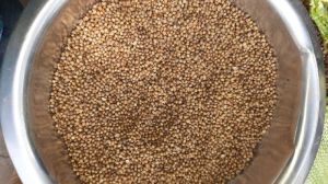 Coriander Seeds