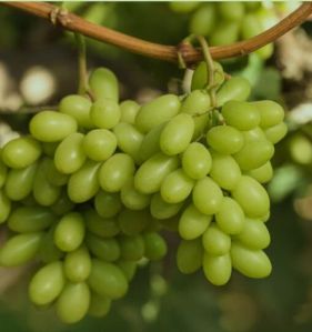 Grapes