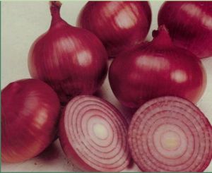 Fresh Red Onion