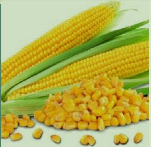 Yellow Corn