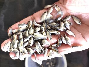 Chitralada tilapia fish seed