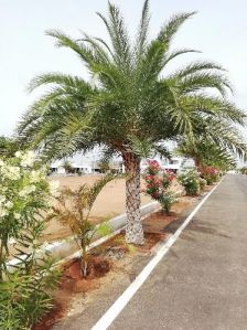 date palm trees