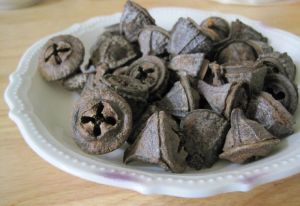 Eucalyptus Dried Flowers