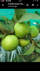 Barafkhana Guava Plants