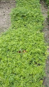 Malabar Neem Plants