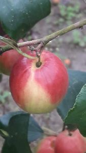 Red Apple Ber Plants