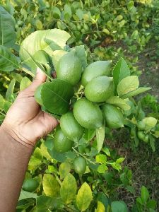 Seedless Lemon Plants