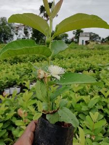 Taiwan Pink Guava Plants