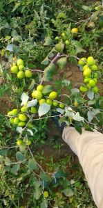 Thai Apple ber plants