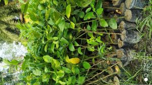 Thai patti lemon plants