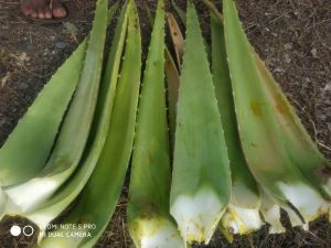 Organic Aloe Vera Leaves