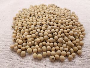 Soybean Seeds