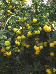 Kagzi Lemon Plant