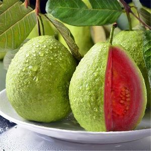 Taiwan Pink Guava Plant