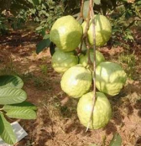 VNR bihi guava plant