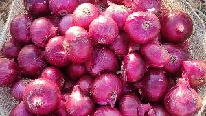 Fresh Red Onion