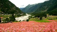 Sangla Tour Service