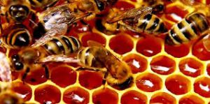 beekeeping services