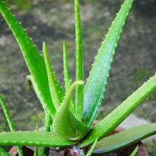 Green Aloe Vera Leaves