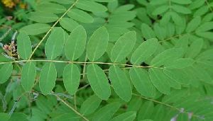 Green Senna Leaves