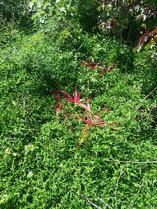 Red Aloe Vera