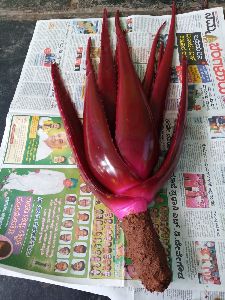 Red Aloe Vera